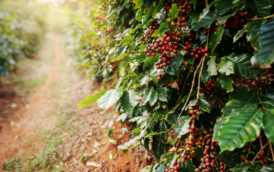 Use of AI Agricultural for Workforce Management: Berry Farmers Reap 70% More Productivity